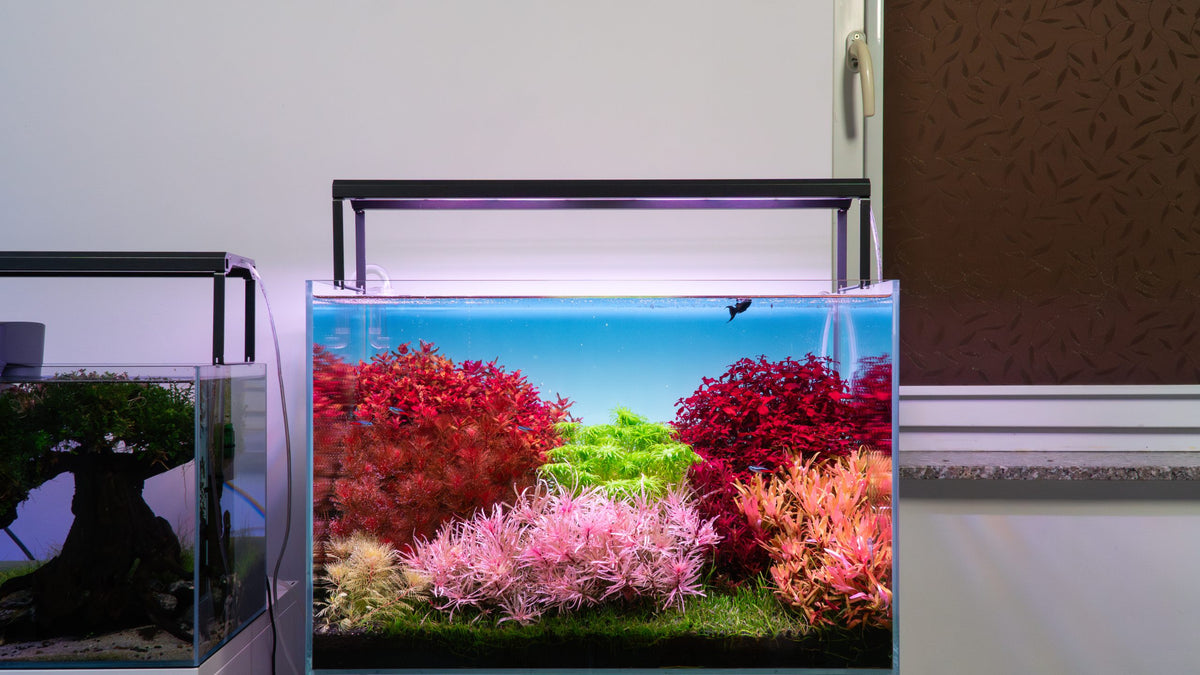 Skylight Hyperbar