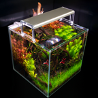 C&P Aquaplants Skylight ENTRIQ LED-Aquarienleuchte über einem bepflanzten Nano-Aquarium mit Fischen